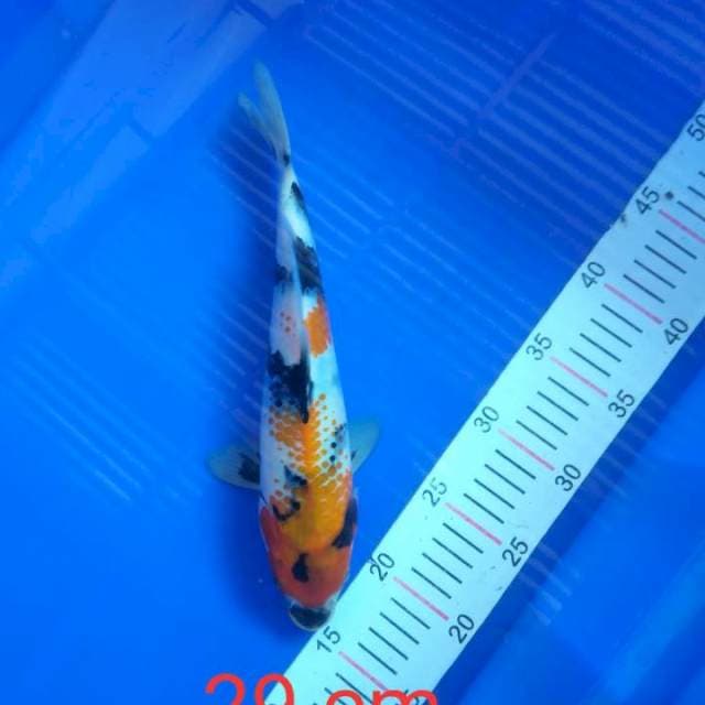 Showa 29 cm