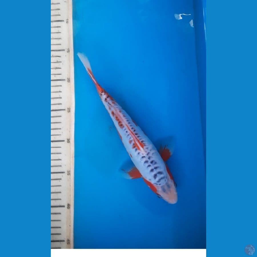 shusui 26cm