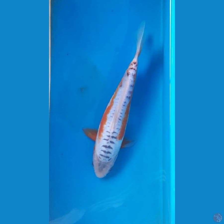 shusui 27cm