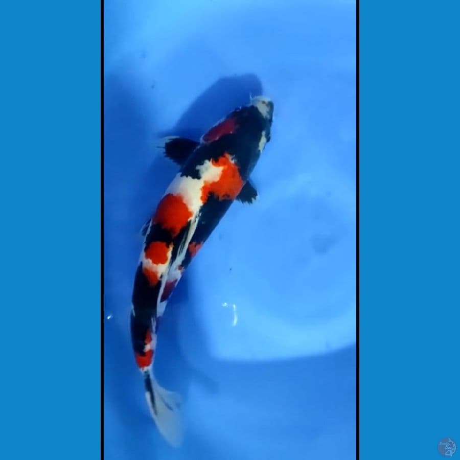 showa male f1omosako 39cm