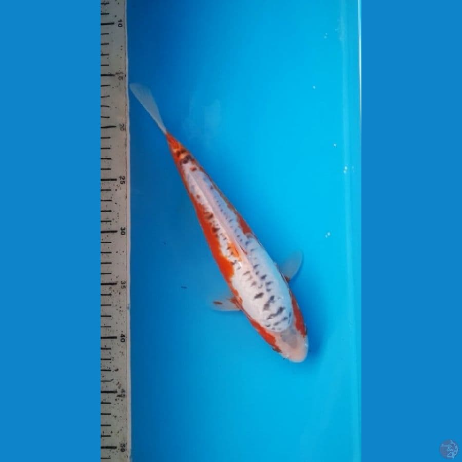 shusui 29cm