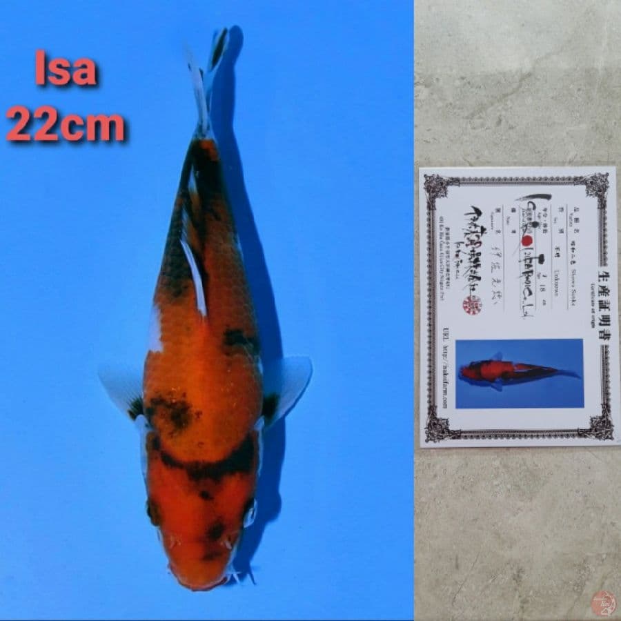 ISA SHOWA 22CM