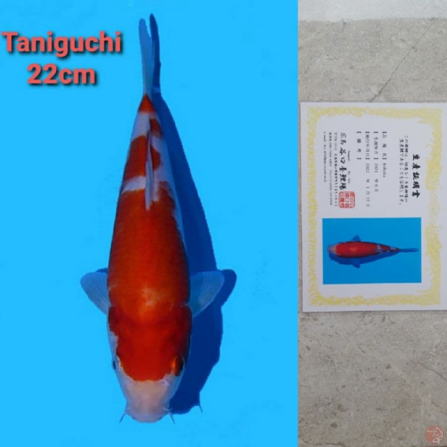 TANIGUCHI KOHAKU 22CM