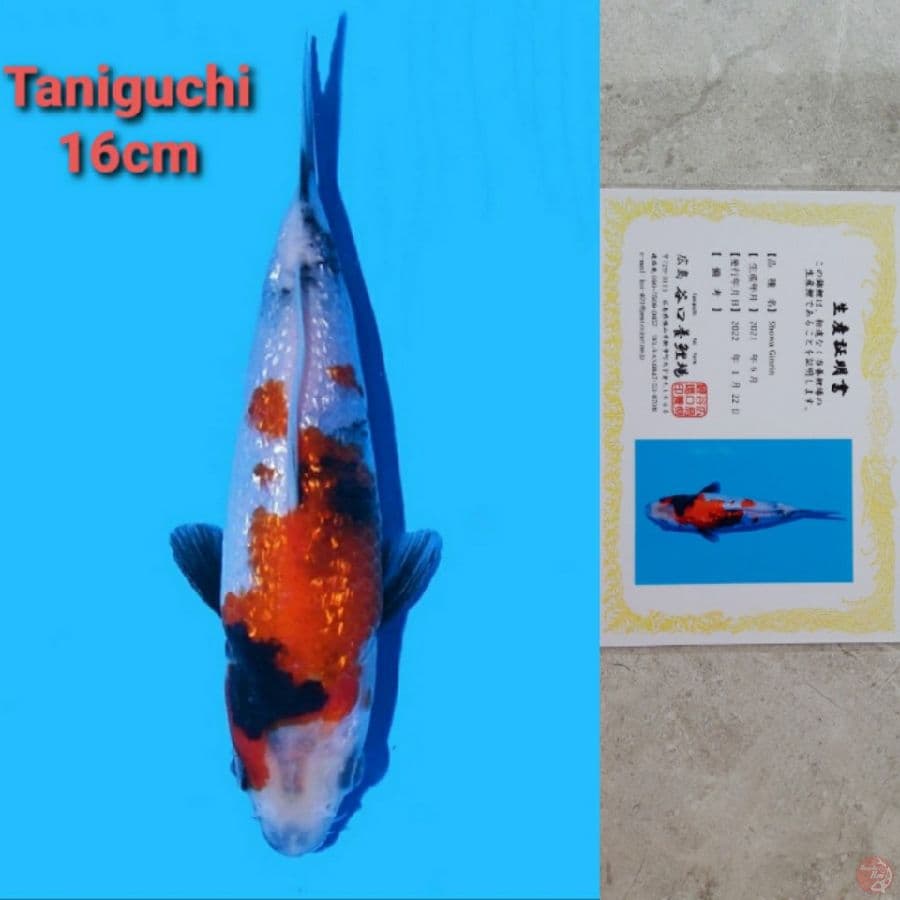 TANIGUCHI SHOWA GINRIN 16CM