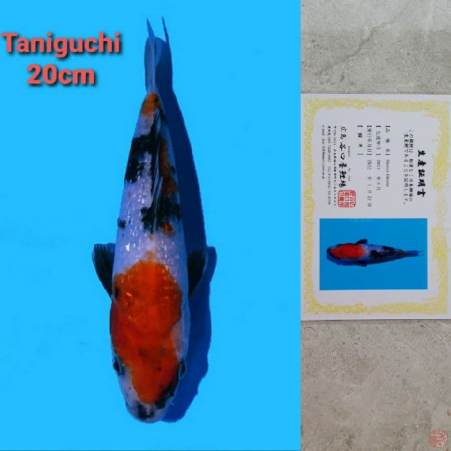 TANIGUCHI SHOWA GINRIN 20CM