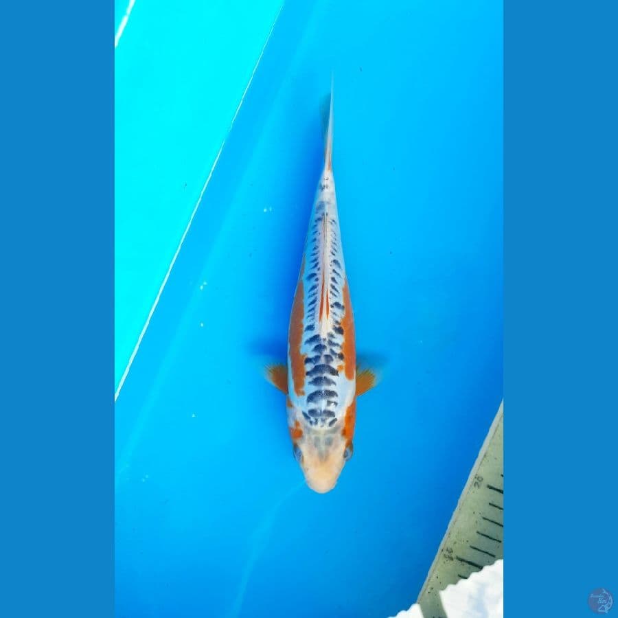 Shusui 24cm