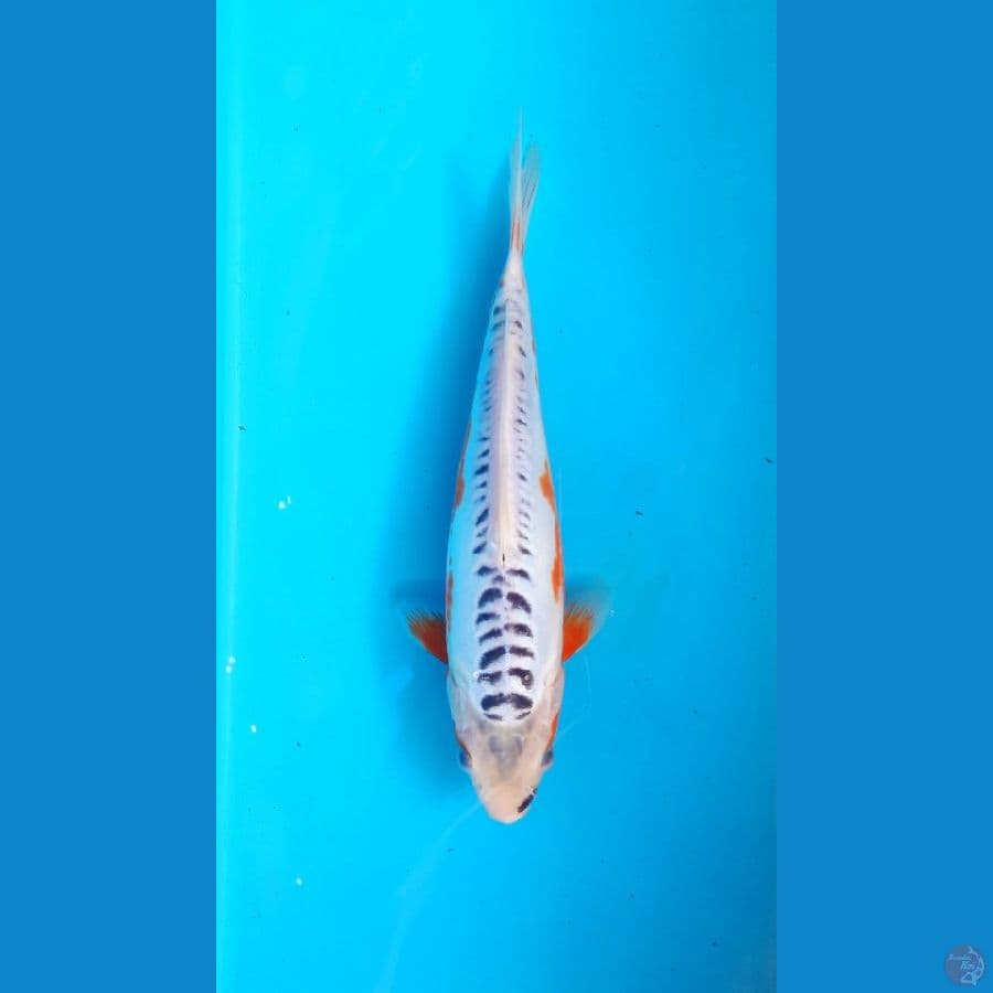 FF Shusui 24cm