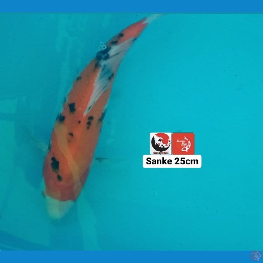 SANKE 25CM --- CANAYA KOI FARM
