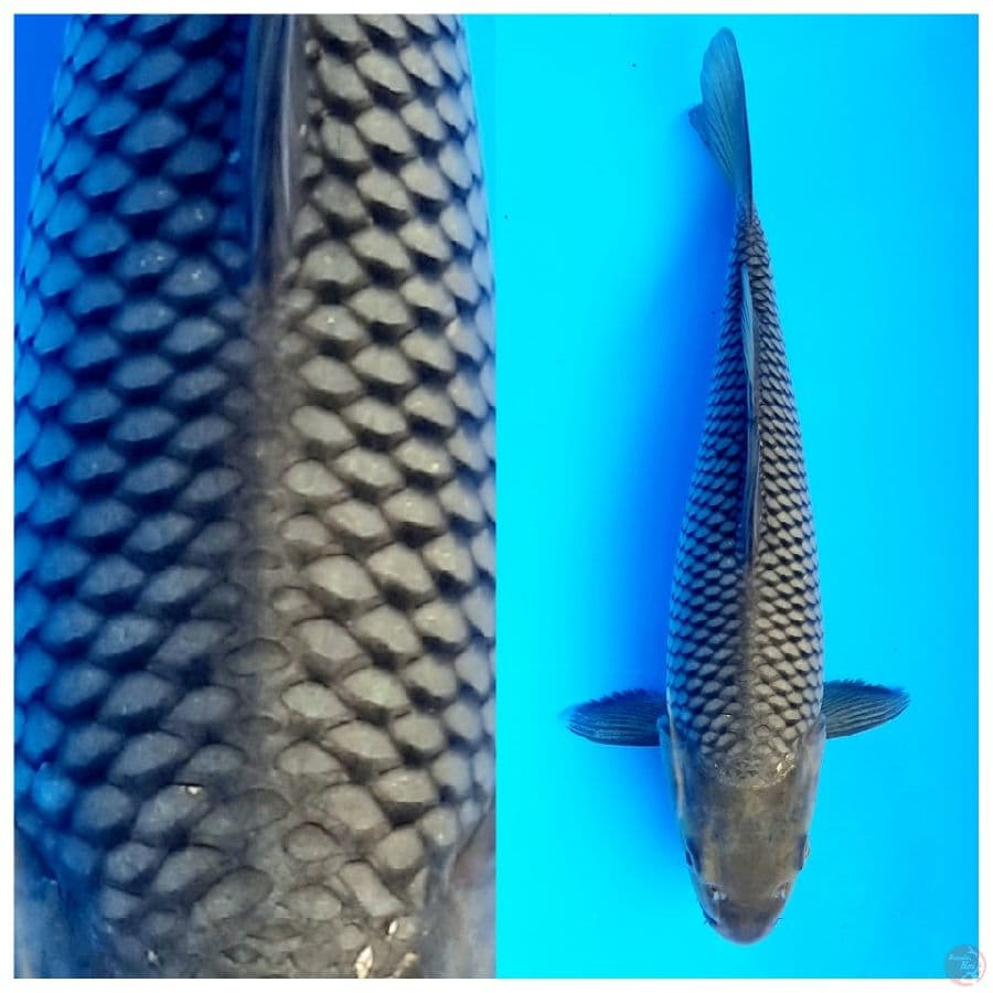 Soragoi 24cm
