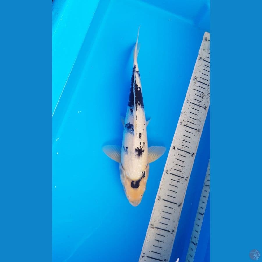 Siro 32cm