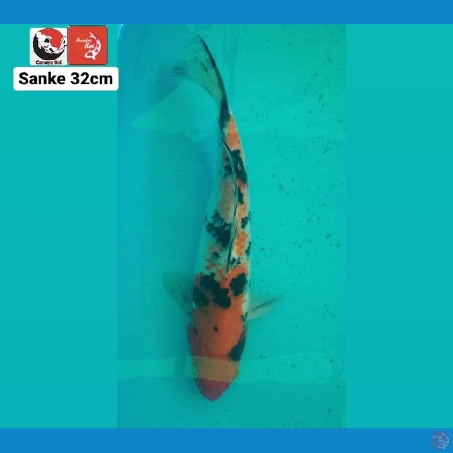 SANKE 32CM --- CANAYA KOI FARM