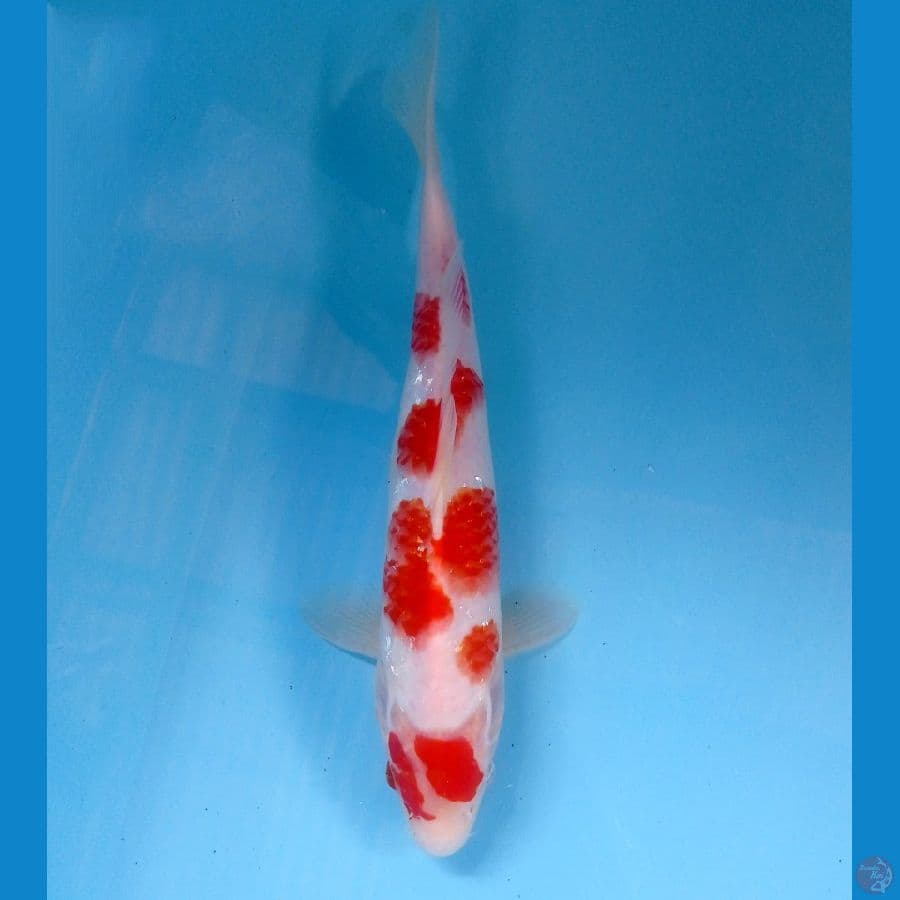 kohaku 27 cm