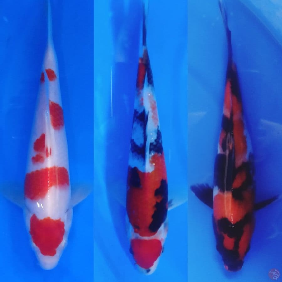 mix koi
