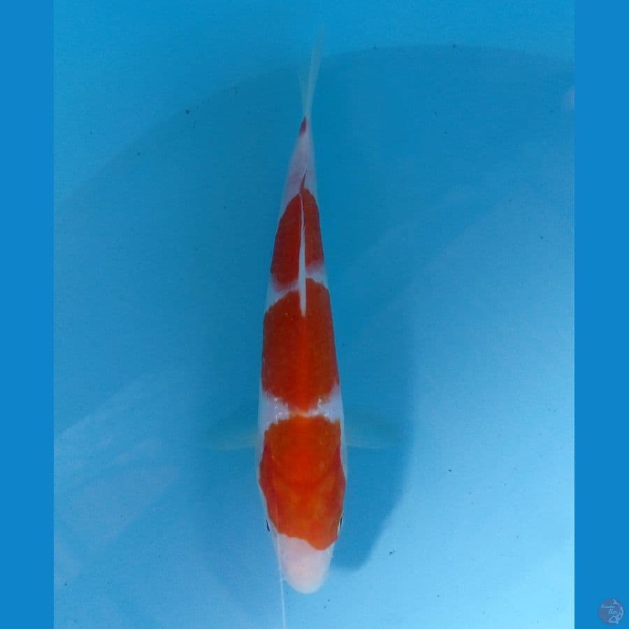 kohaku 18 cm