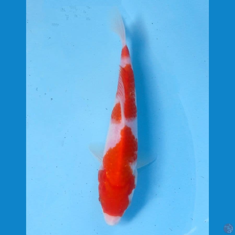 kohaku 19 cm