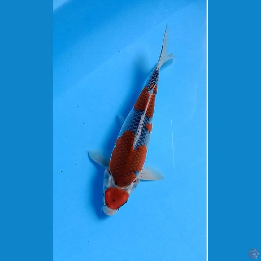 Maruten Goshiki