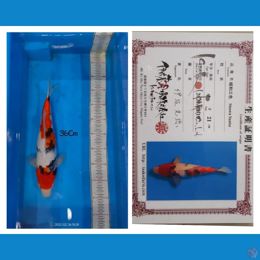 Showa Isa 36cm