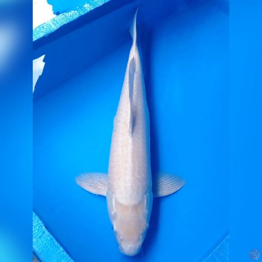 Jumbo, Shiroji male