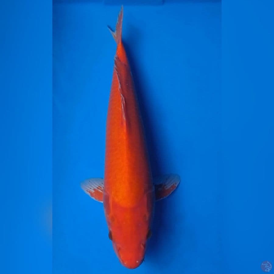 Jumbo, Akahajiro male