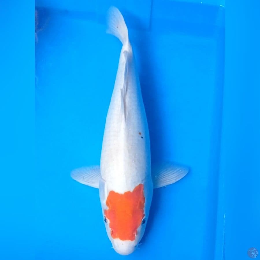 Jumbo, Tancho Kohaku famale
