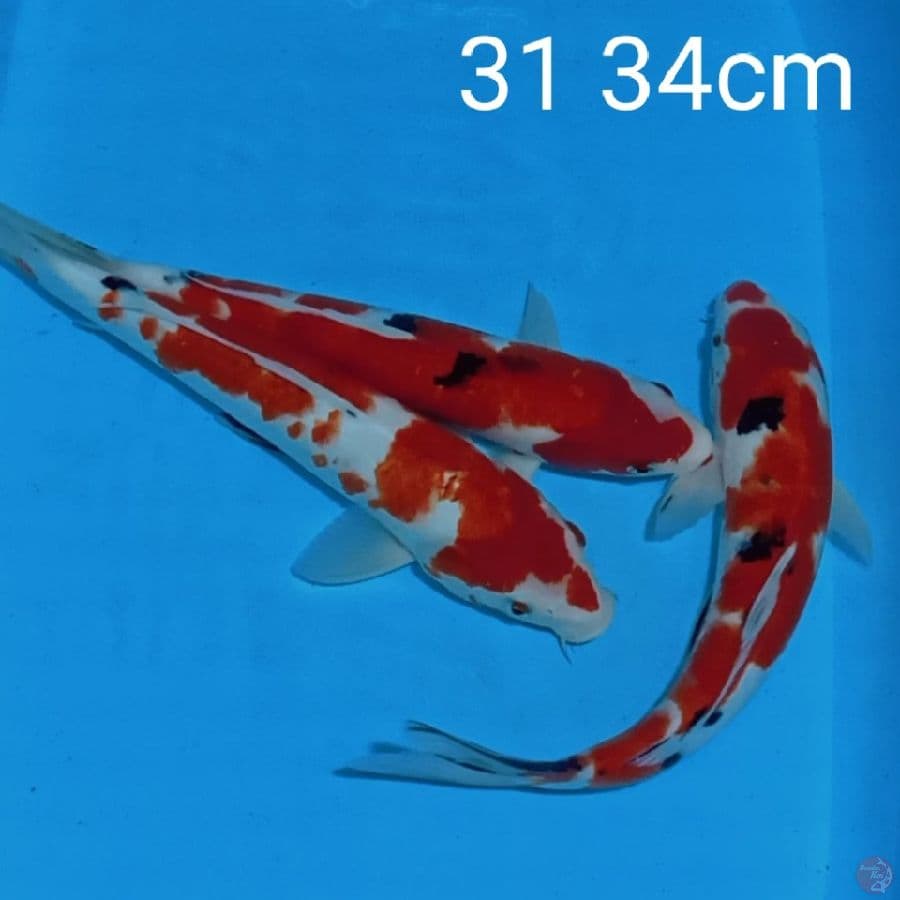 sanke 31 34cm
