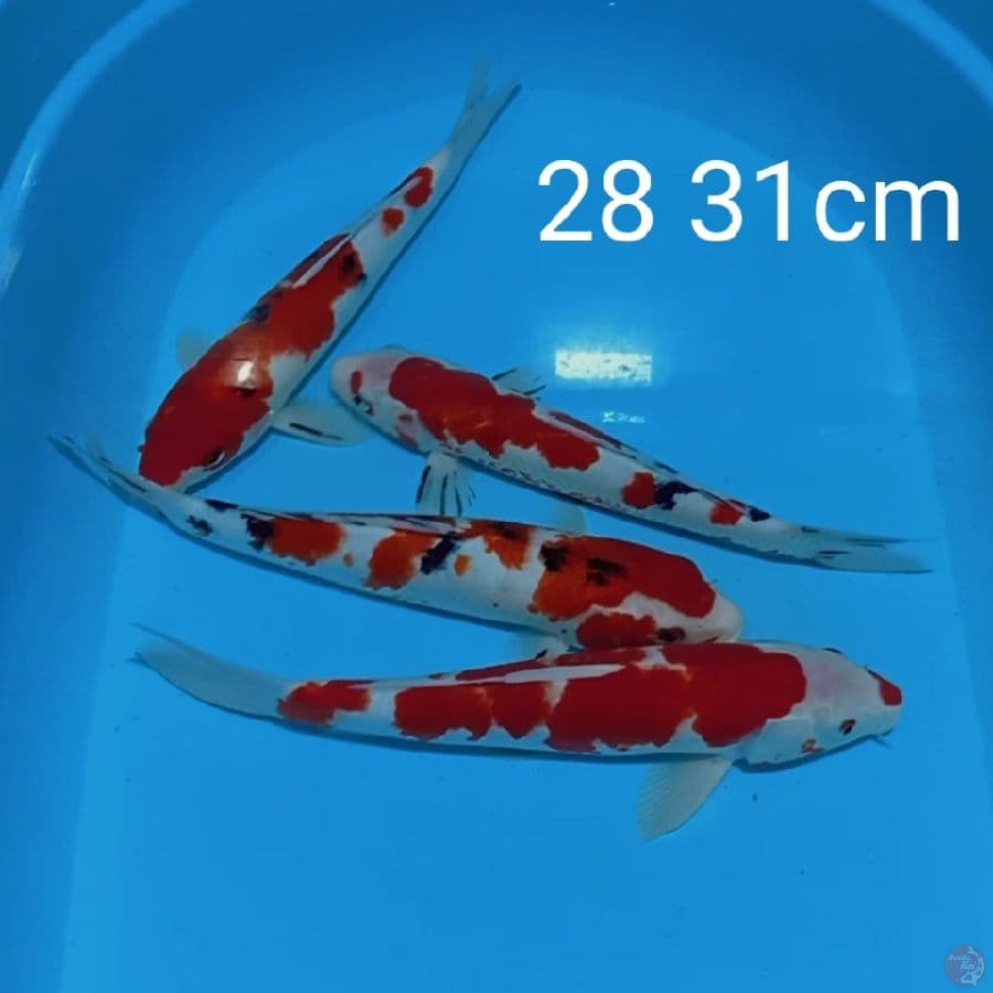 kohaku sanke 28 31cm