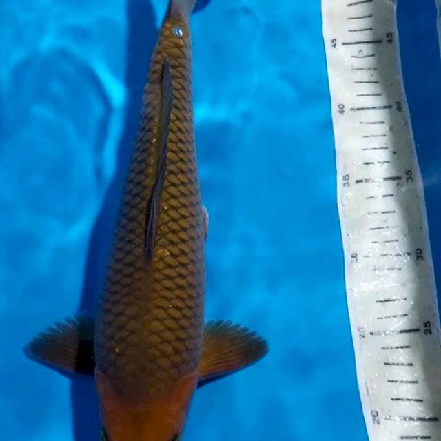 CHAGOI TEMBAGA 36 CM