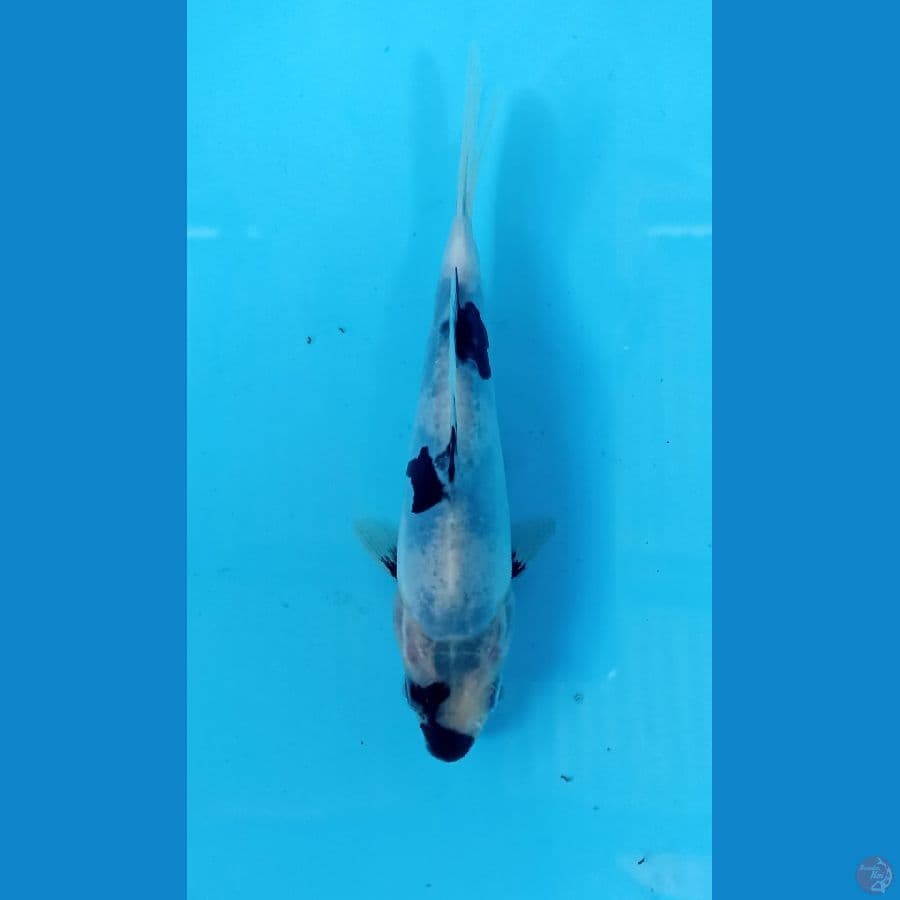 shiro doitsu 13cm