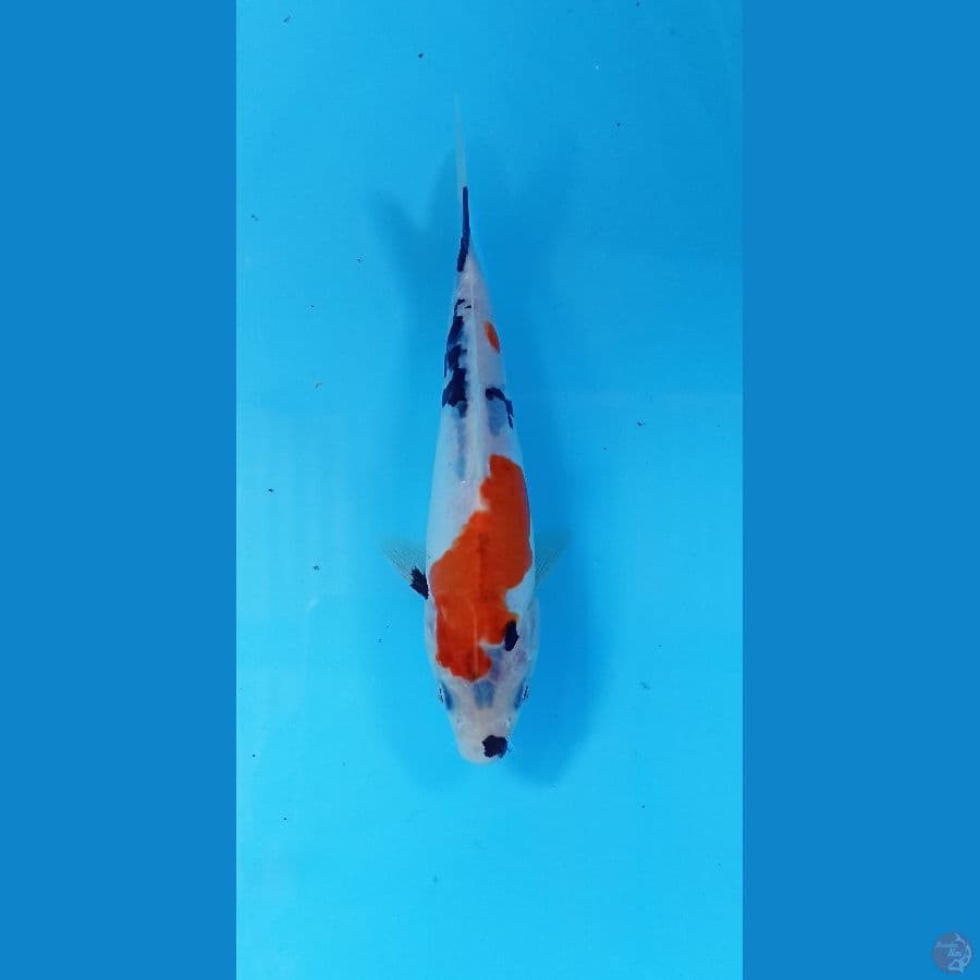 showa doitsu 17cm