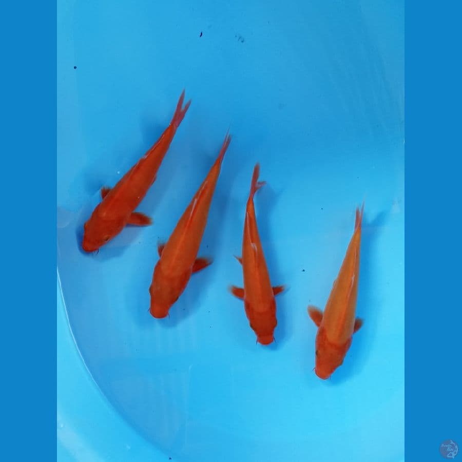 mix doitsu 17 sampek 20 cm