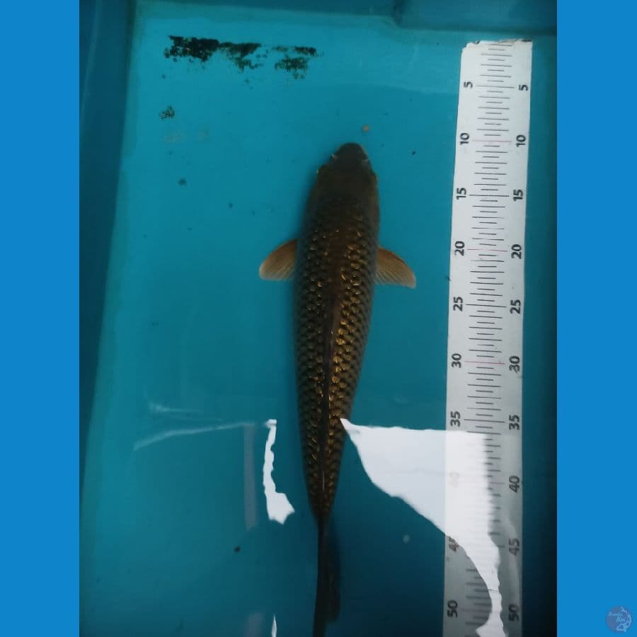 chagoi ginrin size 40cm