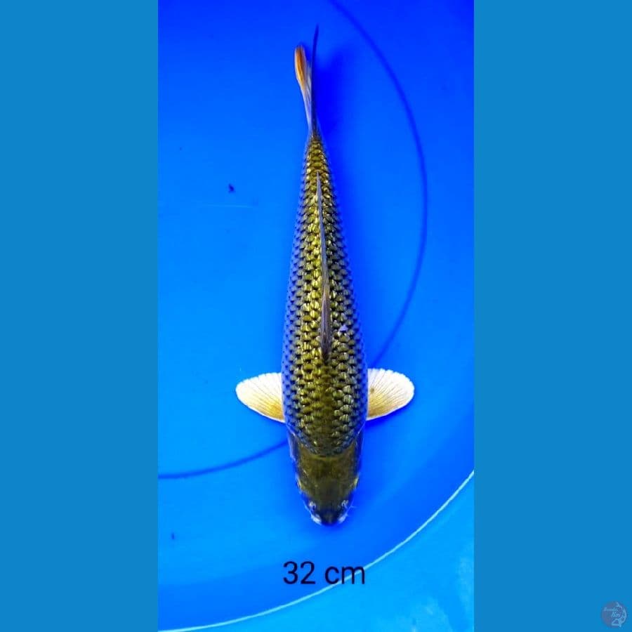 Midori gunrin punuk 32 cm