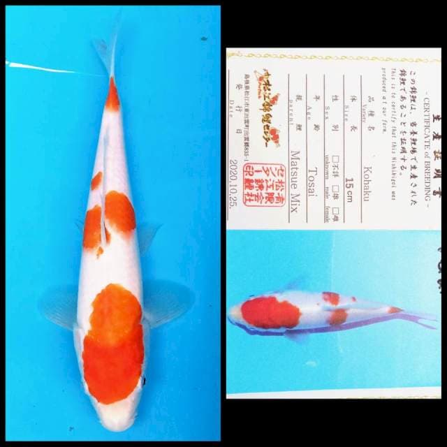 Kohaku Matsue (Certi)