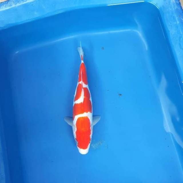 Kohaku doitsu 3 step