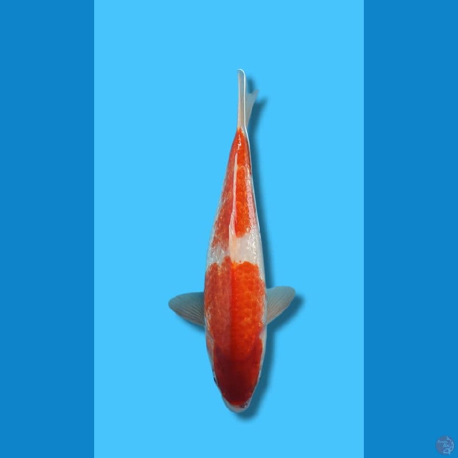 KOHAKU GINDRIN 2STEP ORI 32CM JANTAN HQ