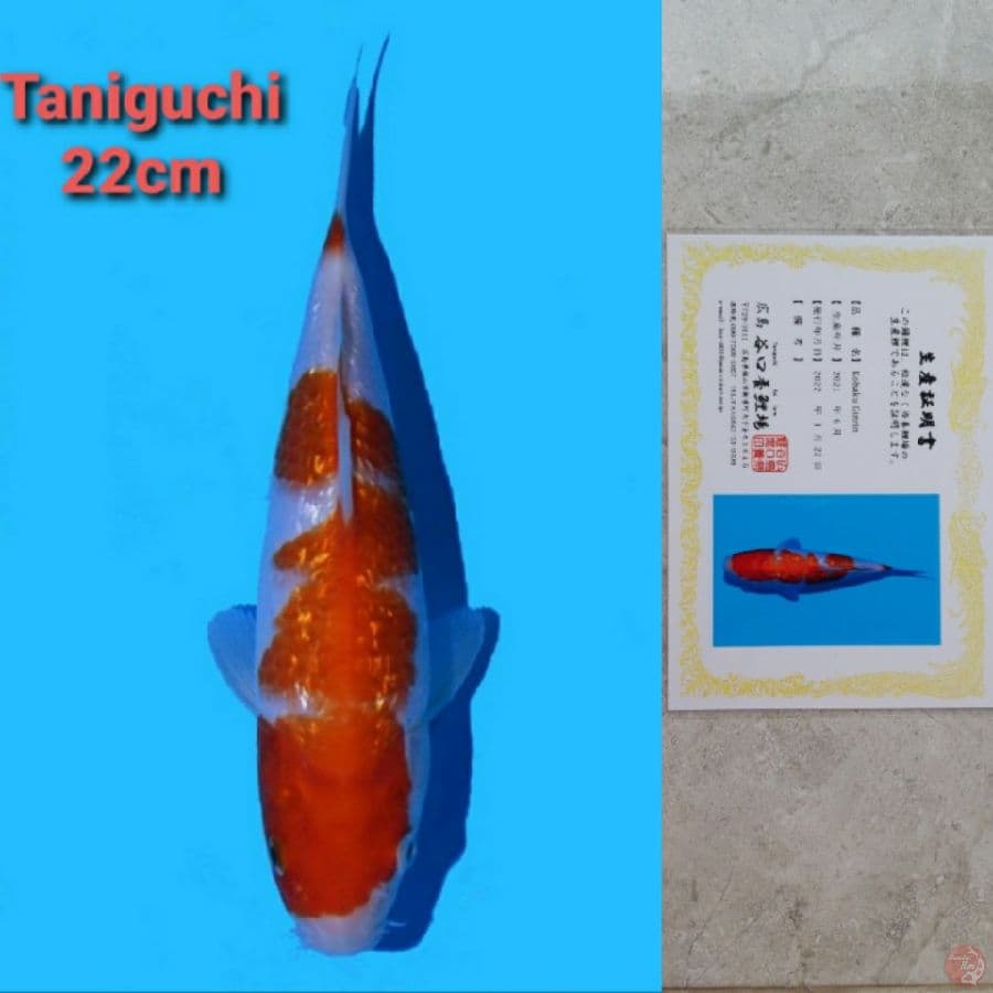 TANIGUCHI KOHAKU GINRIN 22CM