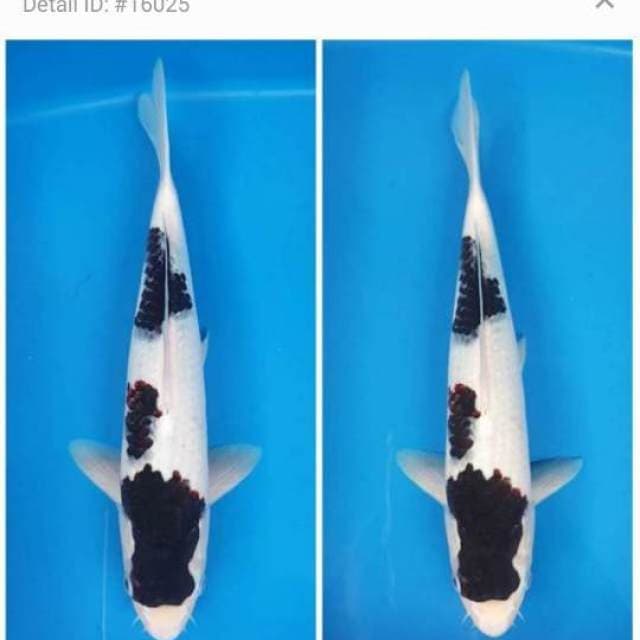 original Budo Goromo koleksi 34cm korban PHP pemenang lelang
