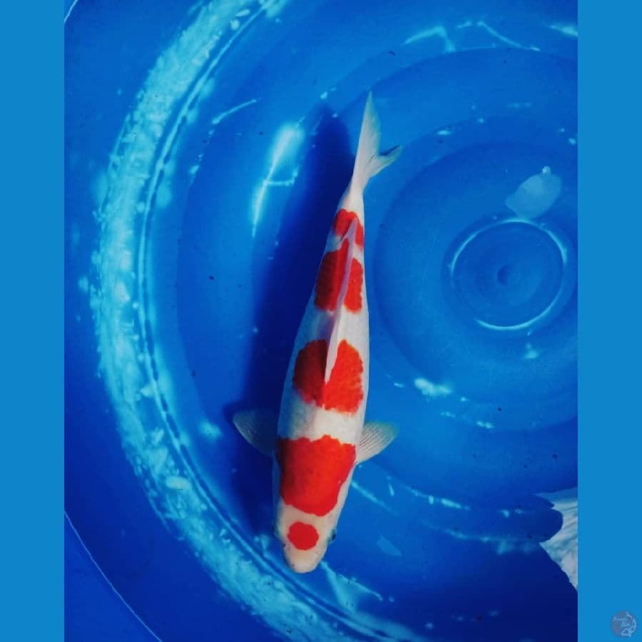 Maruten Kohaku SQ