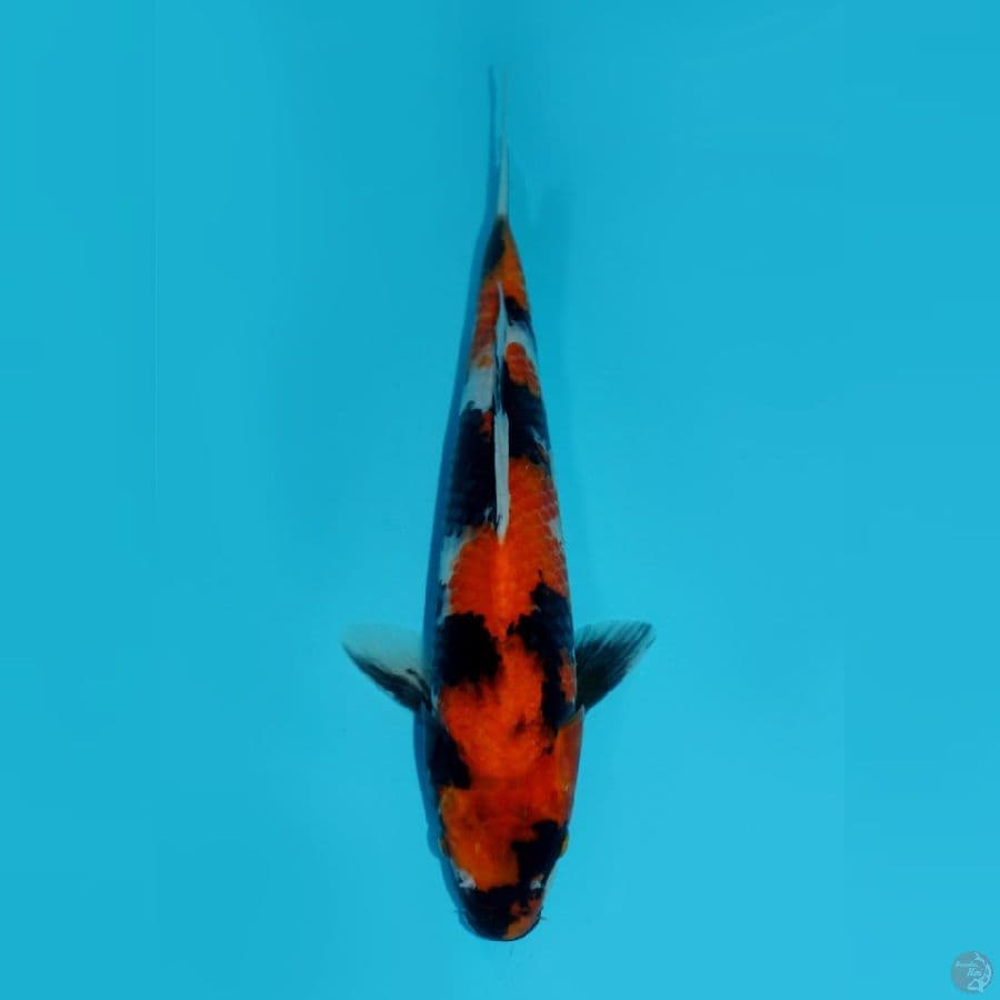 SHOWA, 30 CM