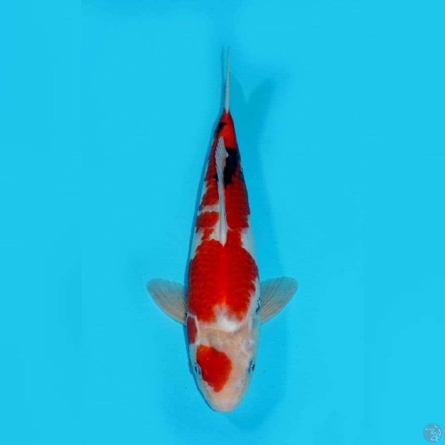 MARUTEN SHOWA, 32 CM