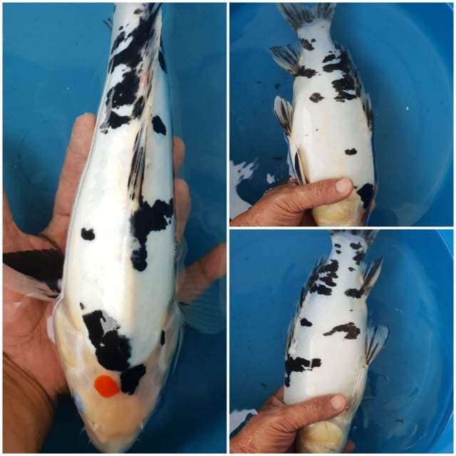 Showa Doitsu 32cm