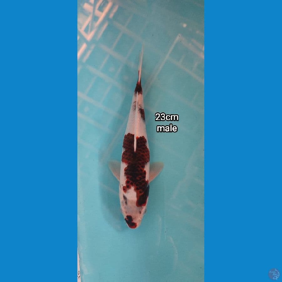 goromo 23 male