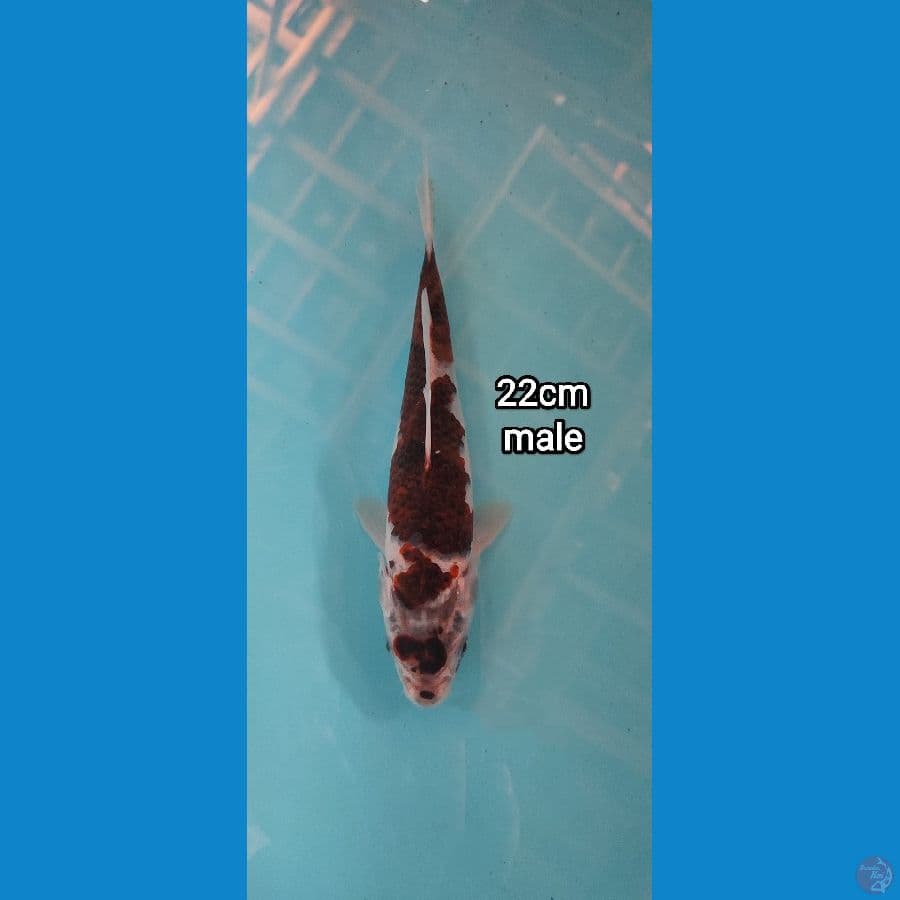 goromo 22 male