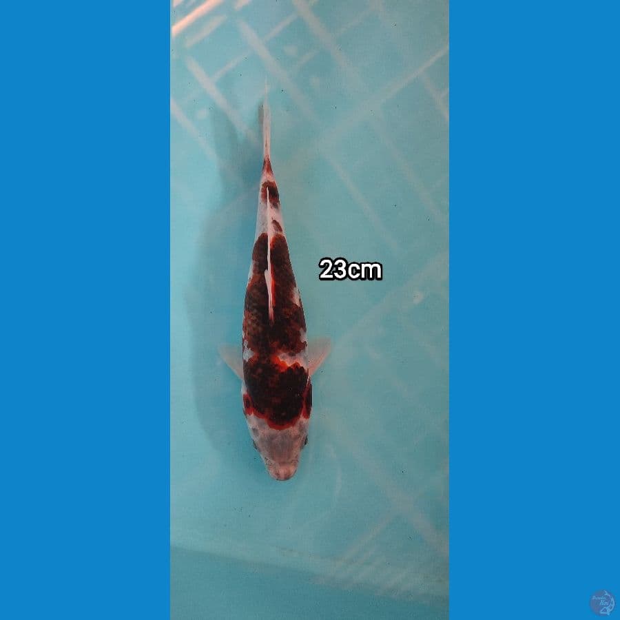 goromo 23
