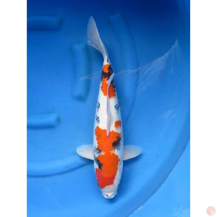 Kindai Showa - 46cm Male