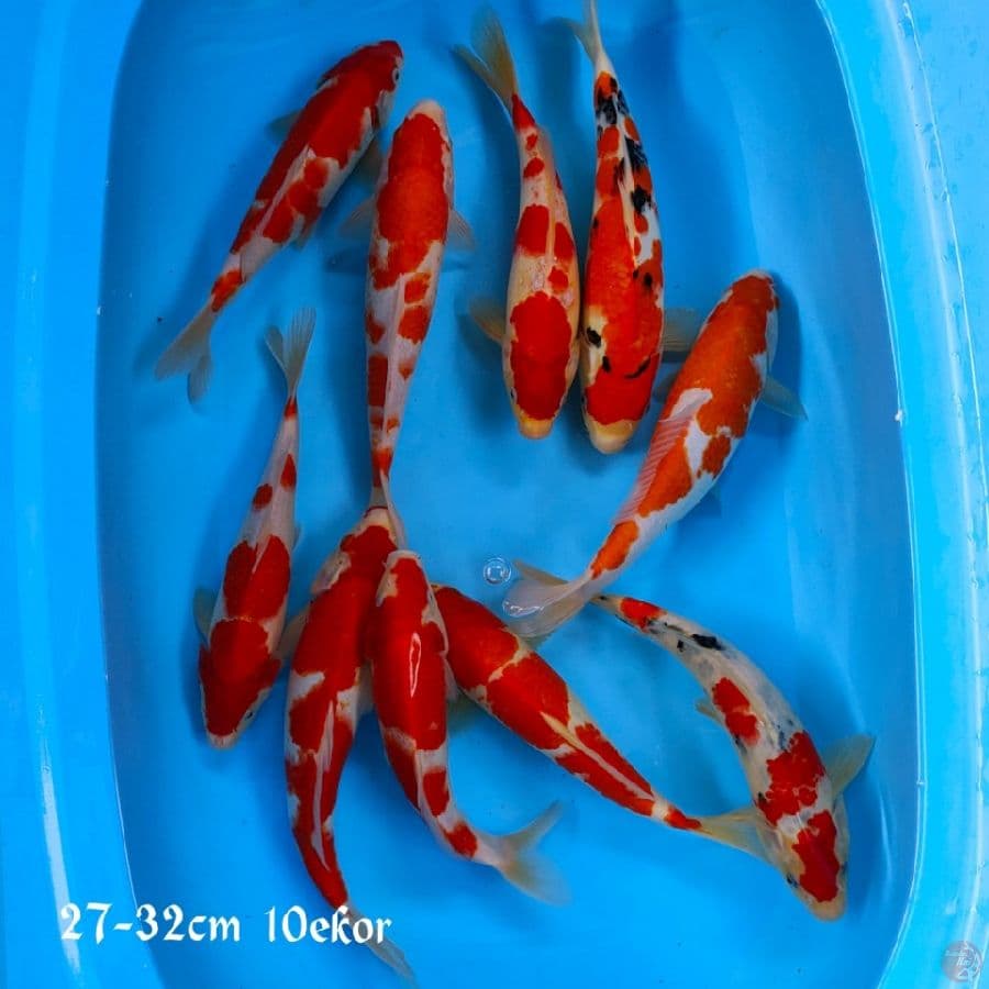 KOHAKU SANEK 27-32CM 10EKOR