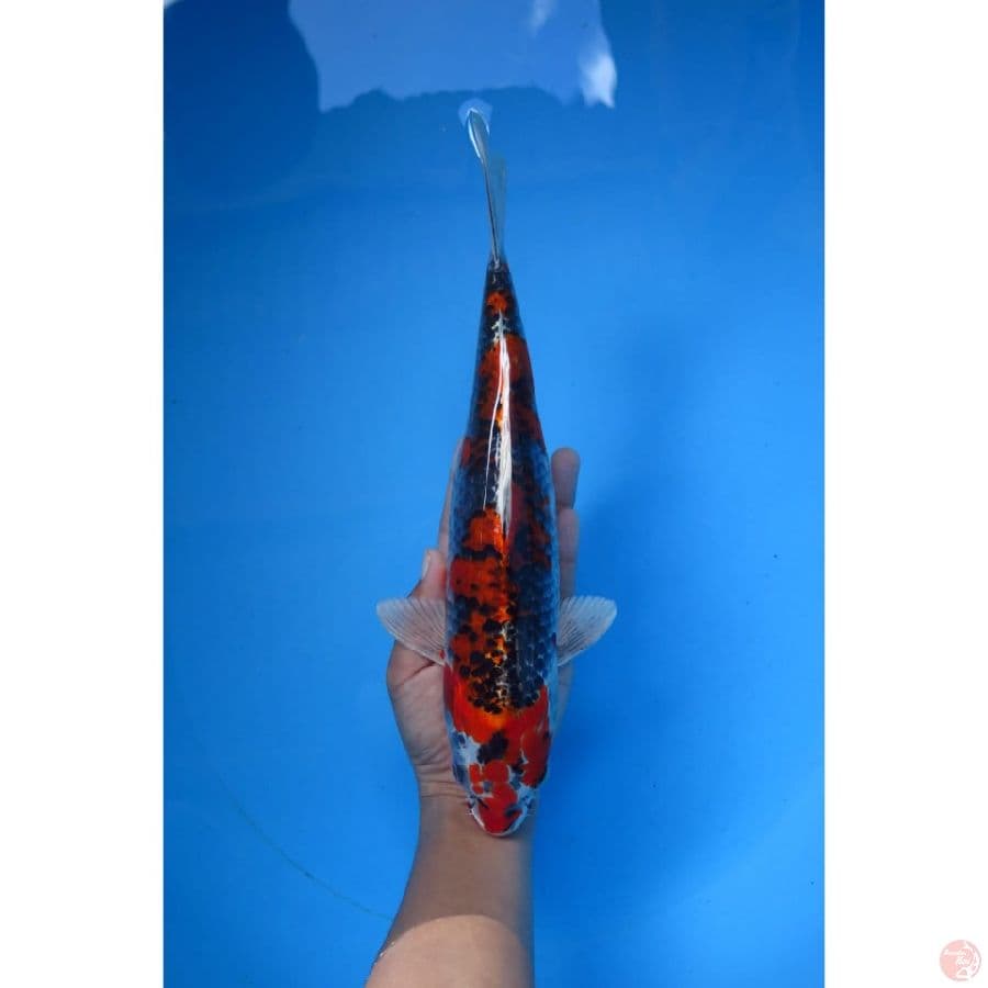 Beniginga - 34cm Male