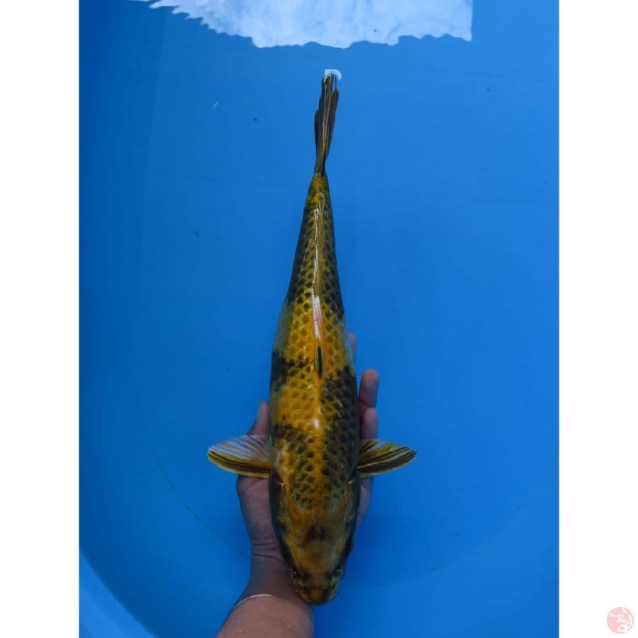 Kin Ki Utsuri - 34cm