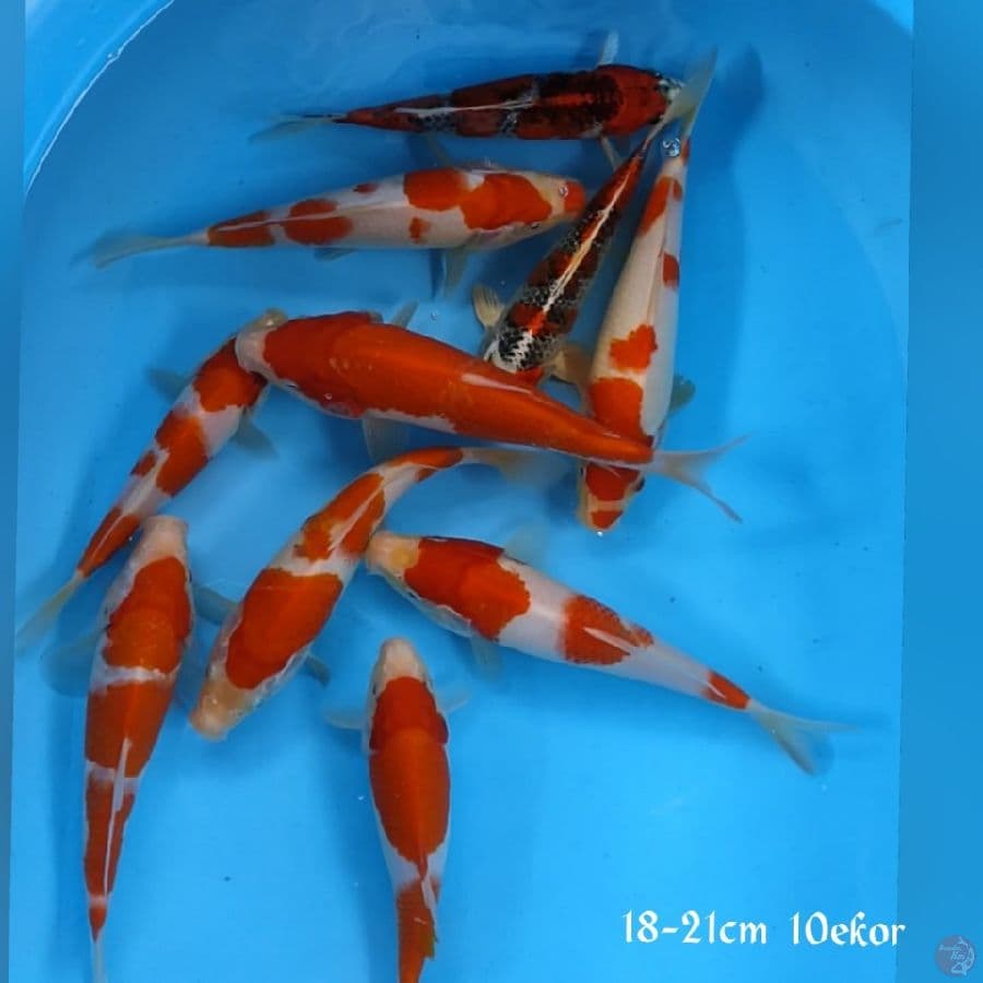 paket super 18*21cm 10ekor
