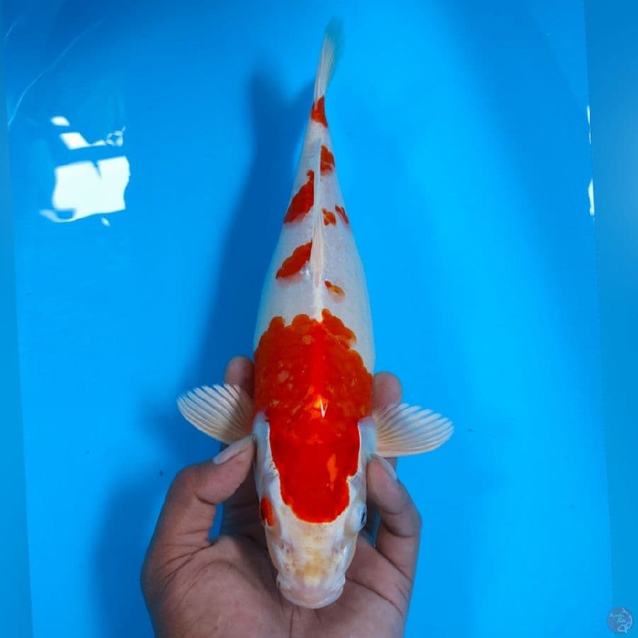 KOHAKU HIKARI 33CM